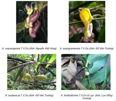 Phát hiện thêm 4 loài thực vật mới tại Việt Nam