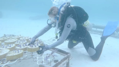 Robot - vị cứu tinh mới của những rặng san hô