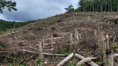 Gia Lai: Nhiều diện tích rừng tự nhiên bị tàn phá tại huyện Kông Chro