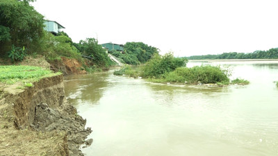 Một liên danh trúng gói thầu xây Kè bảo vệ bờ tả sông Thao (Phú Thọ) 122 tỷ đồng