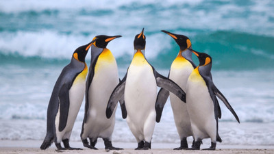 Lý do khiến chim cánh cụt đối mặt với nguy cơ tuyệt chủng hàng loạt