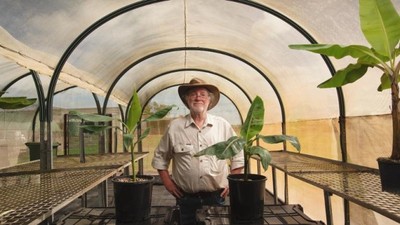 Australia: Lai tạo thành công giống chuối biến đổi gen đầu tiên trên thế giới