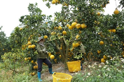 Bắc Giang: Hỗ trợ liên kết sản xuất và tiêu thụ sản phẩm nông nghiệp