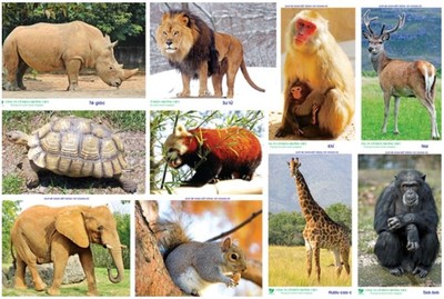 Kết nối tuyên truyền bảo vệ đa dạng sinh học và động vật hoang dã *