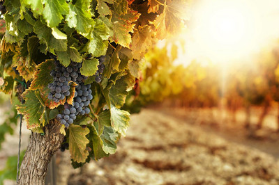 Mỹ: Nỗ lực bảo vệ ngành rượu vang trước biến đổi khí hậu
