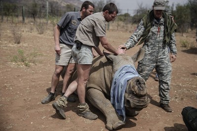 Đẩy lùi nạn săn trộm sừng tê giác tại vườn quốc gia của Nam Phi
