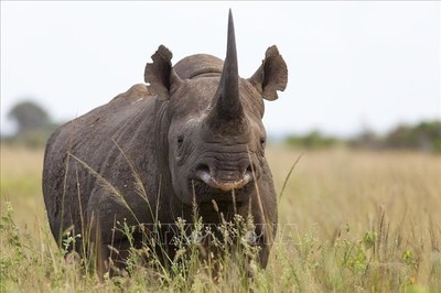 Săn bắn bền vững - Chìa khóa để bảo tồn động vật hoang dã châu Phi