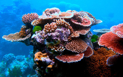 Công tác bảo tồn san hô tại New Zealand gặp nhiều thách thức