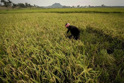 Thị trường gạo đối mặt với nhiều thách thức do ảnh hưởng của El Nino