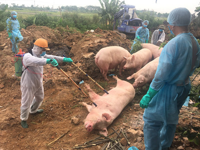 Tình trạng bùng phát dịch tả lợn châu Phi ở nhiều tỉnh thành