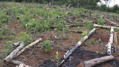 Giảm sâu số vụ và diện tích phá rừng tại Đắk Nông