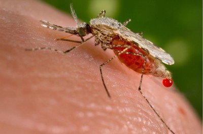 Ghi nhận hơn 30.000 ca sốt xuất huyết, 17 người tử vong tại Lào
