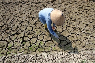 Lo ngại El Nino gây thiếu hụt nguồn cung gạo tại Indonesia