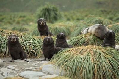 Nghiên cứu: Suy giảm số lượng hải cẩu lông ở Nam Cực do thiếu thức ăn và biến đổi khí hậu