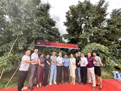 Hema chính thức khai trương điểm thu mua sầu riêng tại Tiền Giang