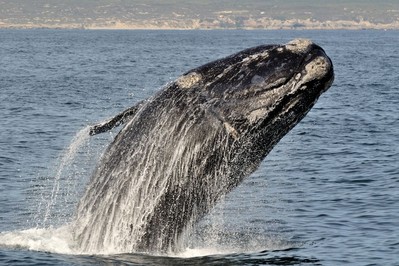 Loài cá voi đầu bò Bắc Đại Tây Dương đối mặt với nguy cơ tuyệt chủng