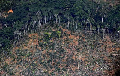 WWF: 6,6 triệu ha rừng đã bị tàn phá trong năm 2022