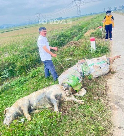 Nghệ An: Kinh hoàng phát hiện nhiều xác lợn chết đang trôi nổi trên sông