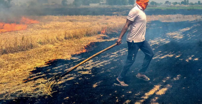 Ấn Độ: Nông dân tiếp tục đốt rơm rạ bất chấp thiệt hại về sức khỏe và môi trường