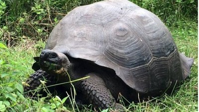 Loài rùa khổng lồ Galapagos ở Ecuador đang bị đe doạ bởi rác thải