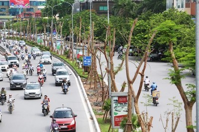 Tỷ lệ cây xanh đô thị của Việt Nam thấp hơn nhiều lần chỉ tiêu tối thiểu của Liên Hợp Quốc