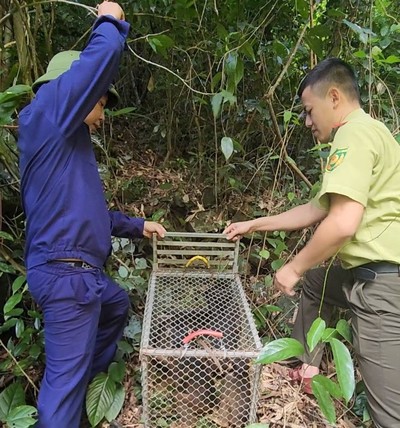 Quảng Bình: Thả 19 cá thể động vật hoang dã về với môi trường tự nhiên