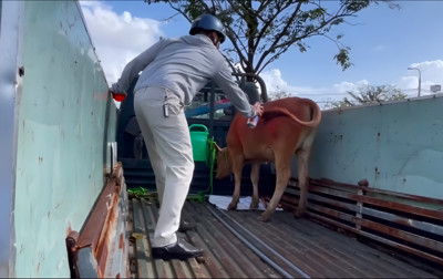 Đà Nẵng ra quân xử lý nạn bò thả rông gây ô nhiễm môi trường, mất an toàn giao thông