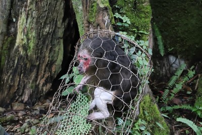 Hạt Kiểm lâm Mèo Vạc (Hà Giang) thả 1 cá thể khỉ mặt đỏ về tự nhiên