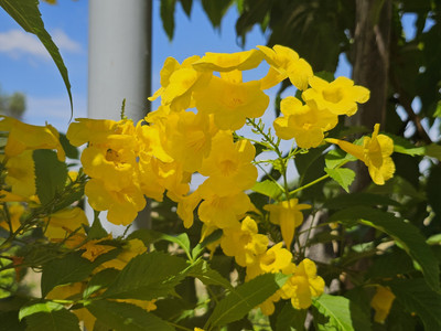 Hoa Chuông Vàng khoe sắc – “Nàng tiên” khoác chiếc áo màu nắng tươi