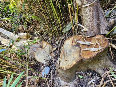 Sơn La: Liên tục rừng phòng hộ, đặc dụng bị tàn phá ở Quỳnh Nhai