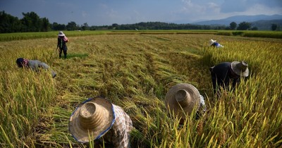 El Nino ngày càng phức tạp, đe dọa vựa lúa Đông Nam Á