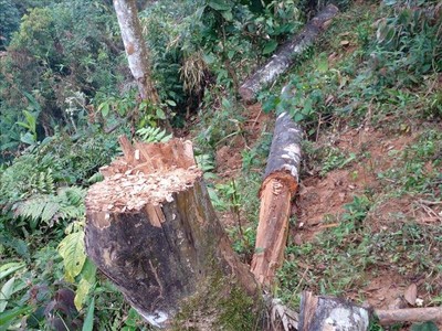 Yên Bái: Tăng cường bảo vệ rừng dịp cuối năm