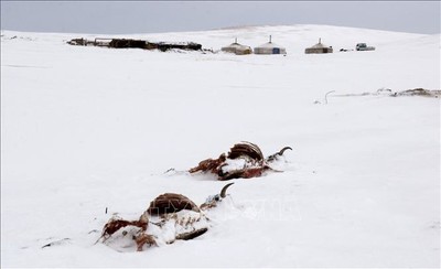 Mông Cổ: Bão tuyết khiến 46 người mất tích
