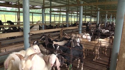 Tiền Giang quy định các khu dân cư không được phép chăn nuôi