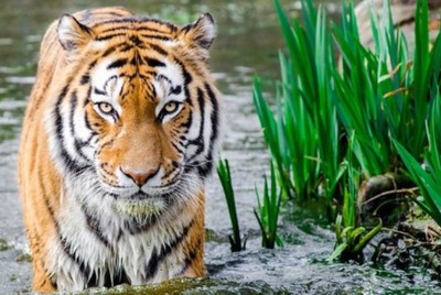 Vai trò khó tin của loài hổ trong biến đổi khí hậu
