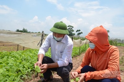 Hà Nội: Siết chặt quản lý thuốc bảo vệ thực vật, phân bón