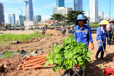Trồng hơn 15.000 cây hoa hướng dương ở bờ sông Sài Gòn đón tết