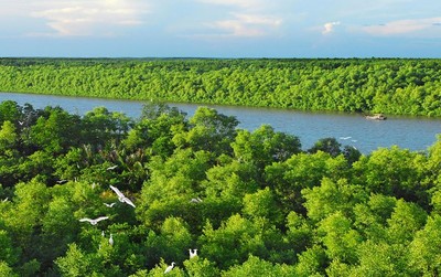 Trữ lượng các-bon của rừng ngập mặn của Việt Nam khoảng 245 tấn/ha
