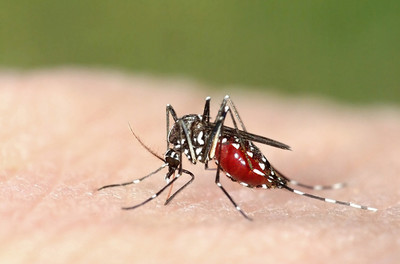 Gia tăng số ca mắc bệnh sốt rét do thời tiết cực đoan