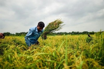 Thời tiết khô hạn ảnh hưởng sản lượng gạo trái vụ tại châu Á