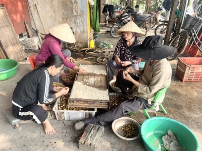 TP Hưng Yên: Làm long nhãn - Nghề truyền thống của làng