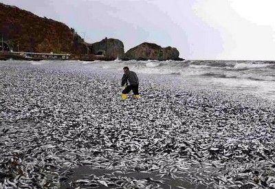 Nhật Bản: Hàng nghìn tấn cá chết dạt vào bờ biển chưa rõ nguyên nhân