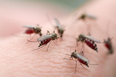 Cảnh báo nguy cơ bùng phát dịch sốt xuất huyết do khí hậu ấm lên