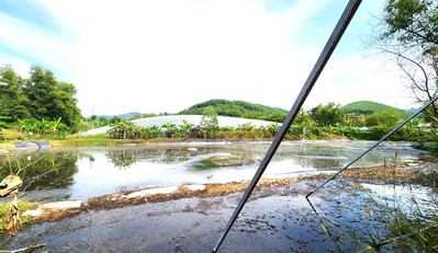 Lâm Đồng: Di dời đàn heo ra khỏi trang trại để khắc phục môi trường