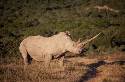 Nam Phi: Bắt giữ nghi phạm sát hại tê giác trắng tại công viên hoang dã