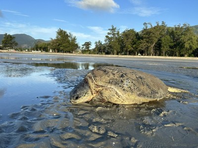 Côn Đảo: Giải cứu rùa biển xanh mắc cạn