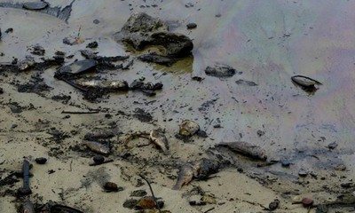 Venezuela: Tràn dầu gây ảnh hưởng đến nhiều bãi biển phía Tây