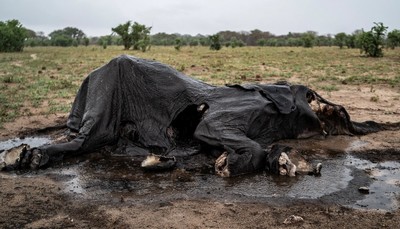 Zimbabwe: Hàng trăm con voi chết khô do hạn hán nghiêm trọng
