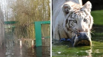 Đức: Di dời động vật trong vườn thú Serengeti Park do ngập lụt