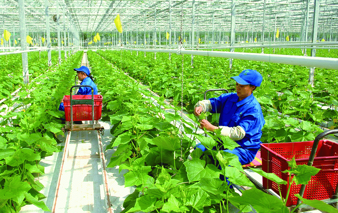 Nông nghiệp hữu cơ Việt Nam: Thực trạng – Xu hướng và giải pháp phát triển